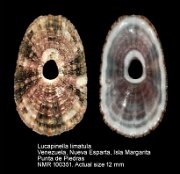 Lucapinella limatula